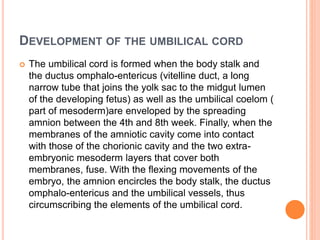 DEVELOPMENT OF THE UMBILICAL CORD
 The umbilical cord is formed when the body stalk and
the ductus omphalo-entericus (vitelline duct, a long
narrow tube that joins the yolk sac to the midgut lumen
of the developing fetus) as well as the umbilical coelom (
part of mesoderm)are enveloped by the spreading
amnion between the 4th and 8th week. Finally, when the
membranes of the amniotic cavity come into contact
with those of the chorionic cavity and the two extra-
embryonic mesoderm layers that cover both
membranes, fuse. With the flexing movements of the
embryo, the amnion encircles the body stalk, the ductus
omphalo-entericus and the umbilical vessels, thus
circumscribing the elements of the umbilical cord.
 
