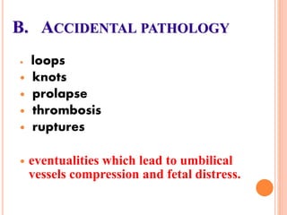 B. ACCIDENTAL PATHOLOGY
 loops
 knots
 prolapse
 thrombosis
 ruptures
 eventualities which lead to umbilical
vessels compression and fetal distress.
 