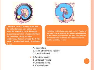 A. Body stalk
B. Stem of umbilical vesicle
C. Umbilical cord
 1.Amniotic cavity
2.Umbilical vesicle
3.Chorionic cavity
4. Chorion leave
Umbilical cord :The body stalk and
the yolk stalk are now united and
form the umbilical cord. Through
increasing secretion of amniotic fluid
the chorionic cavity becomes
obliterated. Here at around the 4-5th
week: The chorionic cavity is reduced
in size
Umbilical vesicle in the chorionic cavity: Flexing of
the embryo at around the 8th week with expansion
of the amnion that encircles the body stalk and the
ductus omphalo-entericus, the umbilical coelom
and the umbilical vessels
 