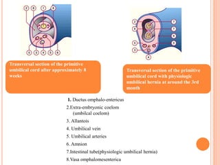 1. Ductus omphalo-entericus
2.Extra-embryonic coelom
(umbilcal coelom)
3. Allantois
4. Umbilical vein
5. Umbilical arteries
6. Amnion
7.Intestinal tube(physiologic umbilical hernia)
8.Vasa omphalomesenterica
Transversal section of the primitive
umbilical cord after approximately 8
weeks
Transversal section of the primitive
umbilical cord with physiologic
umbilical hernia at around the 3rd
month
 