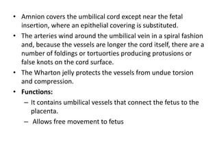 • Amnion covers the umbilical cord except near the fetal
insertion, where an epithelial covering is substituted.
• The arteries wind around the umbilical vein in a spiral fashion
and, because the vessels are longer the cord itself, there are a
number of foldings or tortuorties producing protusions or
false knots on the cord surface.
• The Wharton jelly protects the vessels from undue torsion
and compression.
• Functions:
– It contains umbilical vessels that connect the fetus to the
placenta.
– Allows free movement to fetus
 