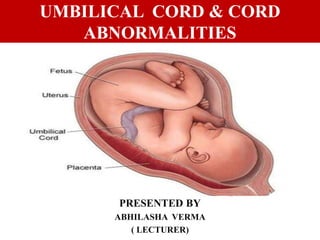 UMBILICAL CORD & CORD
ABNORMALITIES
PRESENTED BY
ABHILASHA VERMA
( LECTURER)
 