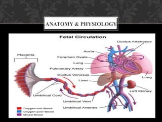 Umbilical Cord Prolapse, Presented By Mohammed Haroon Rashid