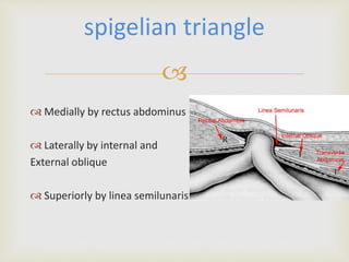 
 Medially by rectus abdominus
 Laterally by internal and
External oblique
 Superiorly by linea semilunaris
spigelian triangle
 
