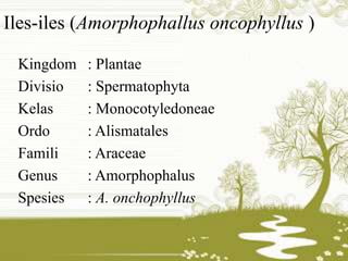 Iles-iles (Amorphophallus oncophyllus ) 
Kingdom : Plantae 
Divisio : Spermatophyta 
Kelas : Monocotyledoneae 
Ordo : Alismatales 
Famili : Araceae 
Genus : Amorphophalus 
Spesies : A. onchophyllus 
 