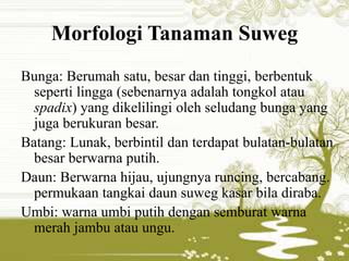 Morfologi Tanaman Suweg 
Bunga: Berumah satu, besar dan tinggi, berbentuk 
seperti lingga (sebenarnya adalah tongkol atau 
spadix) yang dikelilingi oleh seludang bunga yang 
juga berukuran besar. 
Batang: Lunak, berbintil dan terdapat bulatan-bulatan 
besar berwarna putih. 
Daun: Berwarna hijau, ujungnya runcing, bercabang. 
permukaan tangkai daun suweg kasar bila diraba. 
Umbi: warna umbi putih dengan semburat warna 
merah jambu atau ungu. 
 
