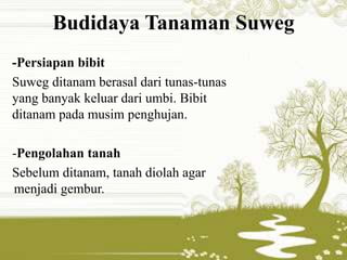 Budidaya Tanaman Suweg 
-Persiapan bibit 
Suweg ditanam berasal dari tunas-tunas 
yang banyak keluar dari umbi. Bibit 
ditanam pada musim penghujan. 
-Pengolahan tanah 
Sebelum ditanam, tanah diolah agar 
menjadi gembur. 
 