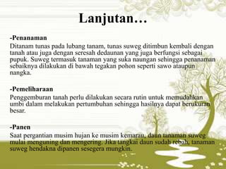 Lanjutan… 
-Penanaman 
Ditanam tunas pada lubang tanam, tunas suweg ditimbun kembali dengan 
tanah atau juga dengan seresah dedaunan yang juga berfungsi sebagai 
pupuk. Suweg termasuk tanaman yang suka naungan sehingga penanaman 
sebaiknya dilakukan di bawah tegakan pohon seperti sawo ataupun 
nangka. 
-Pemeliharaan 
Penggemburan tanah perlu dilakukan secara rutin untuk memudahkan 
umbi dalam melakukan pertumbuhan sehingga hasilnya dapat berukuran 
besar. 
-Panen 
Saat pergantian musim hujan ke musim kemarau, daun tanaman suweg 
mulai menguning dan mengering. Jika tangkai daun sudah rebah, tanaman 
suweg hendakna dipanen sesegera mungkin. 
 