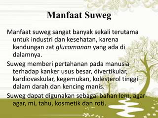 Manfaat Suweg 
Manfaat suweg sangat banyak sekali terutama 
untuk industri dan kesehatan, karena 
kandungan zat glucomanan yang ada di 
dalamnya. 
Suweg memberi pertahanan pada manusia 
terhadap kanker usus besar, divertikular, 
kardiovaskular, kegemukan, kolesterol tinggi 
dalam darah dan kencing manis. 
Suweg dapat digunakan sebagai bahan lem, agar-agar, 
mi, tahu, kosmetik dan roti. 
 