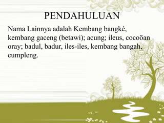 PENDAHULUAN 
Nama Lainnya adalah Kembang bangké, 
kembang gaceng (betawi); acung; ileus, cocoöan 
oray; badul, badur, iles-iles, kembang bangah, 
cumpleng. 
 