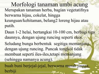 Morfologi tanaman umbi acung 
Merupakan tanaman herba, bagian vegetatifnya 
berwarna hijau, cokelat, hingga 
keunguan/kehitaman, belang2 loreng hijau atau 
putih. 
Daun 1-2 helai, bertangkai 10-100 cm, berbagi tiga 
daunnya, dengan ujung runcing seperti ekor. 
Seludang bunga berbentuk segitiga memanjang, 
dengan ujung runcing. Puncak tongkol tidak 
membuat seperti iles-iles,tetapi memanjang 
(sehingga namanya acung). 
buah buni berjejal-jejal, berwarna merah jingga, 
berbiji 
 