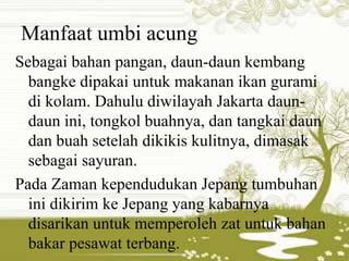 Manfaat umbi acung 
Sebagai bahan pangan, daun-daun kembang 
bangke dipakai untuk makanan ikan gurami 
di kolam. Dahulu diwilayah Jakarta daun-daun 
ini, tongkol buahnya, dan tangkai daun 
dan buah setelah dikikis kulitnya, dimasak 
sebagai sayuran. 
Pada Zaman kependudukan Jepang tumbuhan 
ini dikirim ke Jepang yang kabarnya 
disarikan untuk memperoleh zat untuk bahan 
bakar pesawat terbang. 
 