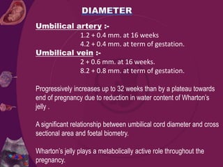 Umbilical artery :-
1.2 + 0.4 mm. at 16 weeks
4.2 + 0.4 mm. at term of gestation.
Umbilical vein :-
2 + 0.6 mm. at 16 weeks.
8.2 + 0.8 mm. at term of gestation.
Progressively increases up to 32 weeks than by a plateau towards
end of pregnancy due to reduction in water content of Wharton’s
jelly .
A significant relationship between umbilical cord diameter and cross
sectional area and foetal biometry.
Wharton’s jelly plays a metabolically active role throughout the
pregnancy.
 