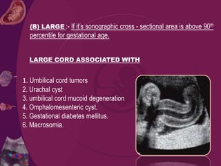 1. Umbilical cord tumors
2. Urachal cyst
3. umbilical cord mucoid degeneration
4. Omphalomesenteric cyst.
5. Gestational diabetes mellitus.
6. Macrosomia.
LARGE CORD ASSOCIATED WITH
(B) LARGE :- If it’s sonographic cross - sectional area is above 90th
percentile for gestational age.
 