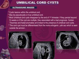 * Cystic lesions within the umbilical cord.
* May be pseudocysts or true umbilical cord.
* Most Umbilical cord cysts disappear by the end of 1st trimester. if they persist beyond
12 weeks or if the cyst are multiple, they associated with a bad prognosis. Certain
Trisomies and foetal anomalies and linked to the presence of umbilical cord cysts.
* The cord cyst must be differentiated from the more echogenic yolk sac which is seen
outside the amnion .
ULTRASOUND IMAGES
 