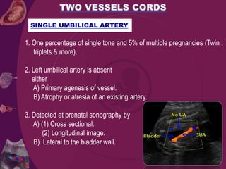 1. One percentage of single tone and 5% of multiple pregnancies (Twin ,
triplets & more).
2. Left umbilical artery is absent
either
A) Primary agenesis of vessel.
B) Atrophy or atresia of an existing artery.
3. Detected at prenatal sonography by
A) (1) Cross sectional.
(2) Longitudinal image.
B) Lateral to the bladder wall.
SINGLE UMBILICAL ARTERY
 