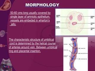 50-60 cms long usually covered by
single layer of amniotic epithelium.
vessels are embeded in wharton’s
jelly.
The characteristic structure of umbilical
cord is determined by the helical course
of arteries around vein. Between umbilical
ring and placental insertion.
 