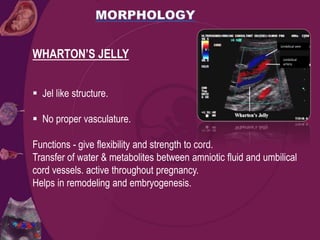 WHARTON’S JELLY
 Jel like structure.
 No proper vasculature.
Functions - give flexibility and strength to cord.
Transfer of water & metabolites between amniotic fluid and umbilical
cord vessels. active throughout pregnancy.
Helps in remodeling and embryogenesis.
Umbilical vein
Umbilical
artery
 