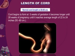 Cord begins to form at 5 weeks of gestation it becomes longer until
28 weeks of pregnancy until it reaches average length of 22 to 24
inches (55 -60 cm.).
Normal cord length is 50-60 cm.
 