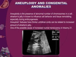 Aneuploidy is the presence of abnormal number of chromosomes in a cell .
whartorn’s jelly in known to influence cell behavior and tissue remodeling
especially during embryogenesis.
Aneuploid foetuses have thicker umbilical cords can be related to increased
amount of wharton’s jelly.
One of the possible cause of increased nuchal translucency in trisomy 21.
 