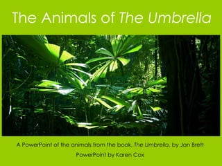 The Animals of  The Umbrella A PowerPoint of the animals from the book,  The Umbrella , by Jan Brett PowerPoint by Karen Cox 