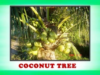 COCONUT TREE
 