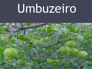 Umbuzeiro 
 