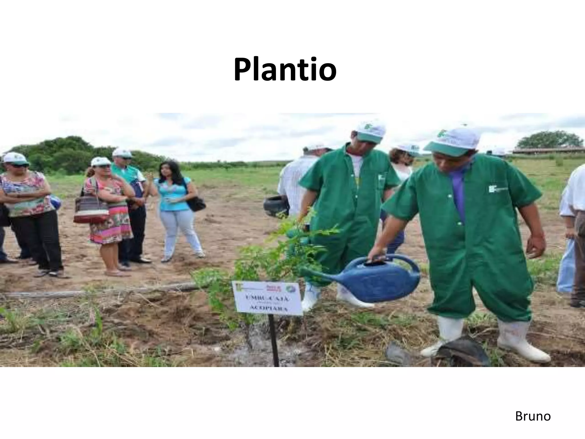 Plantio
Bruno
 