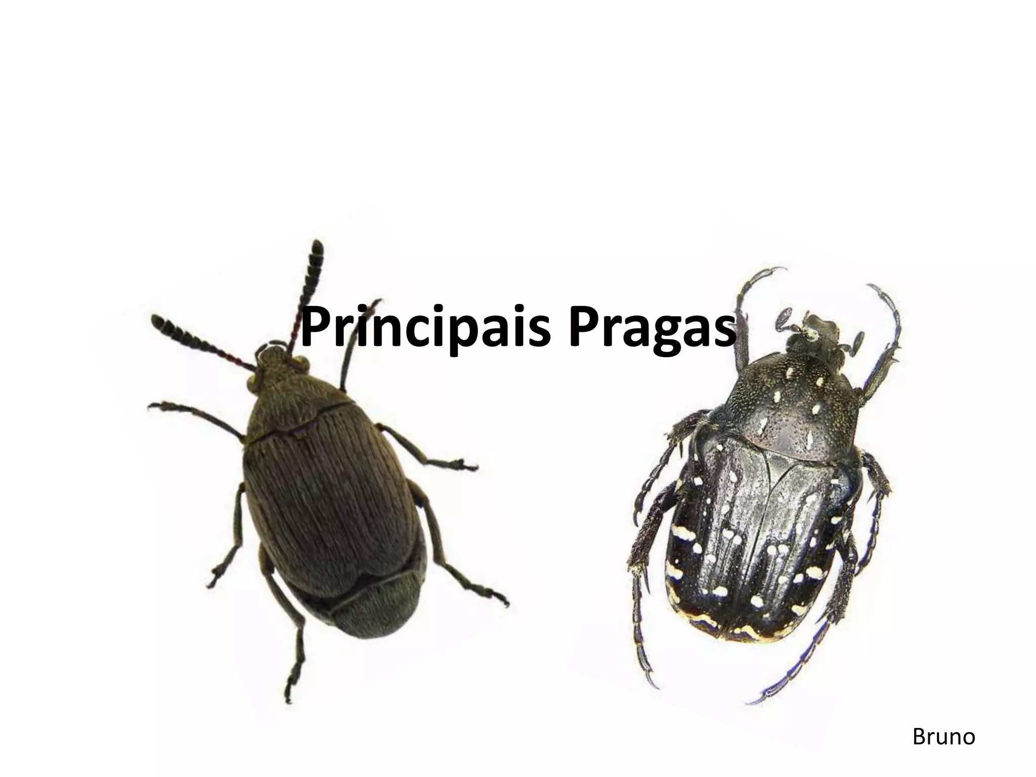 Principais Pragas
Bruno
 
