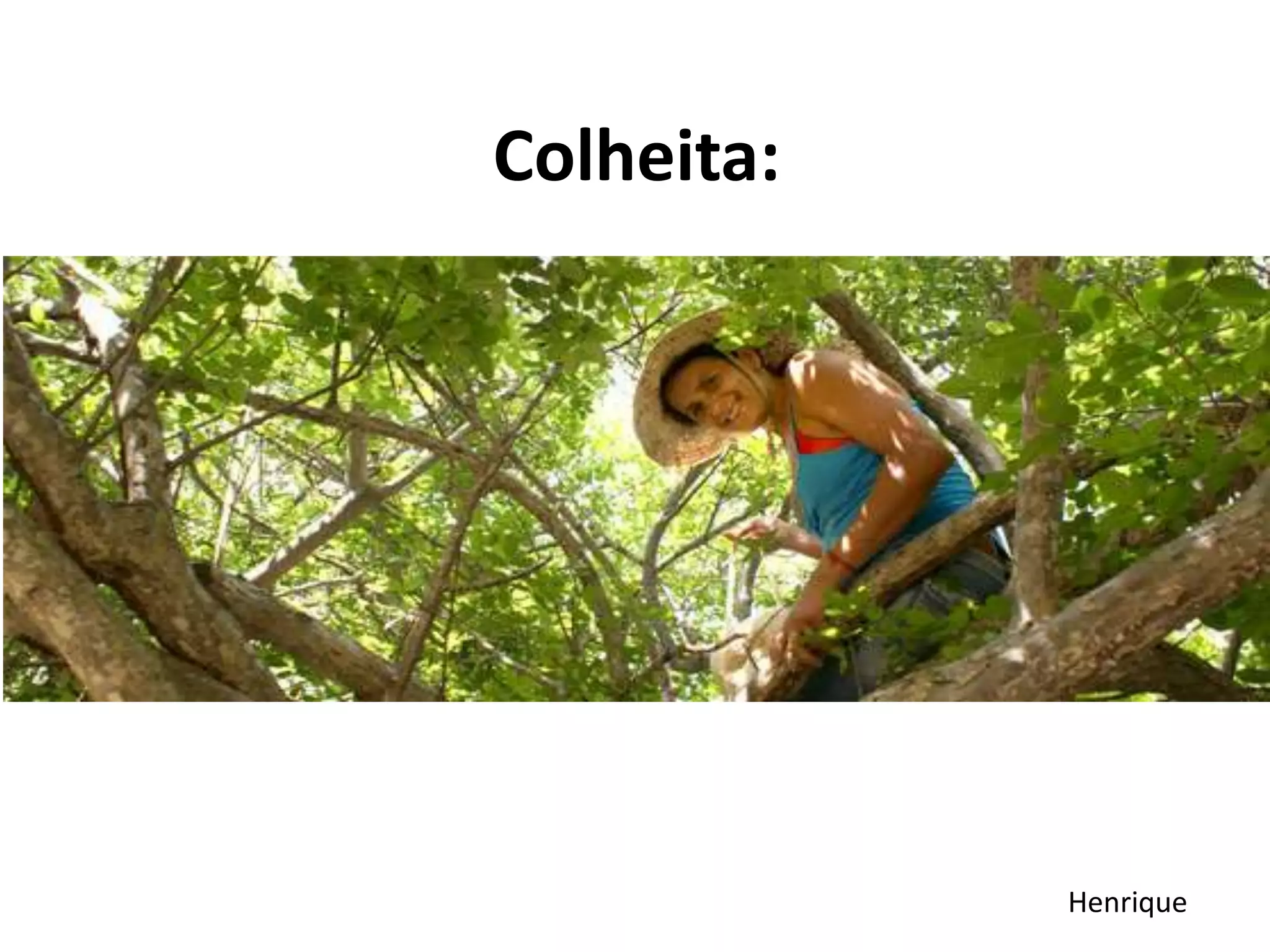 Colheita:
Henrique
 