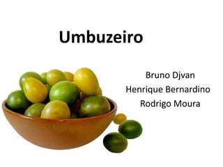 Umbuzeiro
Bruno Djvan
Henrique Bernardino
Rodrigo Moura
 