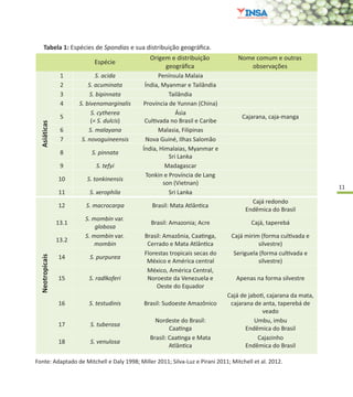 11
Tabela 1: Espécies de Spondias e sua distribuição geográfica.
Fonte: Adaptado de Mitchell e Daly 1998; Miller 2011; Silva-Luz e Pirani 2011; Mitchell et al. 2012.
Espécie
Origem e distribuição
geográﬁca
Nome comum e outras
observações
Asiáticas
1 S. acida Península Malaia
2 S. acuminata Índia, Myanmar e Tailândia
3 S. bipinnata Tailândia
4 S. bivenomarginalis Província de Yunnan (China)
5
S. cytherea
(= S. dulcis)
Ásia
CulƟvada no Brasil e Caribe
Cajarana, caja-manga
6 S. malayana Malasia, Filipinas
7 S. novoguineensis Nova Guiné, Ilhas Salomão
8 S. pinnata
Índia, Himalaias, Myanmar e
Sri Lanka
9 S. tefyi Madagascar
10 S. tonkinensis
Tonkin e Província de Lang
son (Vietnan)
11 S. xerophila Sri Lanka
Neotropicais
12 S. macrocarpa Brasil: Mata AtlânƟca
Cajá redondo
Endêmica do Brasil
13.1
S. mombin var.
globosa
Brasil: Amazonia; Acre Cajá, taperebá
13.2
S. mombin var.
mombin
Brasil: Amazônia, CaaƟnga,
Cerrado e Mata AtlânƟca
Cajá mirim (forma culƟvada e
silvestre)
14 S. purpurea
Florestas tropicais secas do
México e América central
Seriguela (forma culƟvada e
silvestre)
15 S. radlkoferi
México, América Central,
Noroeste da Venezuela e
Oeste do Equador
Apenas na forma silvestre
16 S. testudinis Brasil: Sudoeste Amazônico
Cajá de jaboƟ, cajarana da mata,
cajarana de anta, taperebá de
veado
17 S. tuberosa
Nordeste do Brasil:
CaaƟnga
Umbu, imbu
Endêmica do Brasil
18 S. venulosa
Brasil: CaaƟnga e Mata
AtlânƟca
Cajazinho
Endêmica do Brasil
 