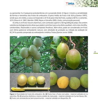13
Figura 1: Diversidade de frutos de umbuzeiro. A e B) frutos lisos x frutos com pelos - material coletado em Ju-
azeirinho, PB; C) tamanhos distintos e mesmo estádio de maturação - material coletado em Currais Novos, RN;
D) frutos com protuberâncias bem proeminentes - material coletado em Boqueirão, PB.
ou apresentar 4 a 5 pequenas protuberâncias em sua porção distal. A Figura 1 mostra a variabilidade
de formas e tamanhos dos frutos do umbuzeiro. O peso médio do fruto é de 18,4 g (Santos 1997),
sendo que, em média, a casca corresponde a 22 % do peso total do fruto, a polpa a 68 % e a semente,
10 % (Silva et al. 1987; Mendes 1990; Neves e Carvalho 2005; Costa, comunicação pessoal).
O umbu é um fruto rico em vitamina C, com conteúdo superior a 50 mg/100 g de polpa. Ele contém
substâncias biologicamente ativas que podem contribuir para uma dieta saudável, entre elas clorofila,
carotenóides, flavonoides e outros compostos fenólicos. Além disso, pode ser considerado um fruto
com ótimo potencial antioxidante natural, com atividade de proteção ou inibição de oxidação de
87,74 % quando comparado ao antioxidante sintético Trolox (Dantas Junior 2008).
 
