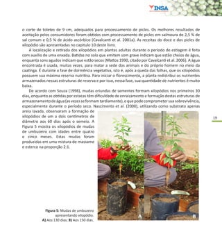 19
o corte de toletes de 9 cm, adequados para processamento de picles. Os melhores resultados de
aceitação pelos consumidores foram obtidos com processamento de picles em salmoura de 2,5 % de
sal comum e 0,5 % de ácido ascórbico (Cavalcanti et al. 2001a). As receitas do doce e dos picles de
xilopódio são apresentadas no capitulo 10 deste livro.
A localização e retirada dos xilopódios em plantas adultas durante o período de estiagem é feita
com auxílio de uma enxada. Batidas no solo que emitem som grave indicam que estão cheios de água,
enquanto sons agudos indicam que estão secos (Mattos 1990, citado por Cavalcanti et al. 2006). A água
encontrada é usada, muitas vezes, para matar a sede dos animais e do próprio homem no meio da
caatinga. É durante a fase de dormência vegetativa, isto é, após a queda das folhas, que os xilopódios
possuem sua máxima reserva nutritiva. Para iniciar o florescimento, a planta redistribui os nutrientes
armazenados nessas estruturas de reserva e por isso, nessa fase, sua quantidade de nutrientes é muito
baixa.
De acordo com Souza (1998), mudas oriundas de sementes formam xilopódios nos primeiros 30
dias, enquanto as obtidas por estacas têm dificuldade de enraizamento e formação destas estruturas de
armazenamentodeágua(asvezesseformamtardiamente),oquepodecomprometersuasobrevivência,
especialmente durante o período seco. Nascimento et al. (2000), utilizando como substrato apenas
areia lavada, observaram a formação de
xilopódios de um a dois centímetros de
diâmetro aos 60 dias após o semeio. A
Figura 5 mostra os xilopódios de mudas
de umbuzeiro com idades entre quatro
e cinco meses. Estas mudas foram
produzidas em uma mistura de massame
e esterco na proporção 2:1.
Figura 5: Mudas de umbuzeiro
apresentando xilopódio.
A) Aos 130 dias; B) Aos 150 dias.
 