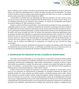 21
pólen, verificou-se que as flores masculinas apresentavam maior quantidade em números absolutos,
porém, sem diferença significativa para o número de grãos de pólen das hermafroditas. Em ambas
as flores verificou-se que os estames mais longos possuíam mais pólen que os curtos, e a viabilidade
polínica média nestas flores foi 98,4 % (Nadia et al. 2007).
A entomofilia é a principal forma de polinização das flores de umbuzeiro. Ela ocorre entre 6 e 16 h,
com picos entre 6 e 8 h da manhã. No período final de florescimento, as visitas ocorrem até às 15 h.
Os principais polinizadores do umbuzeiro são as abelhas. As vespas são consideradas polinizadores
secundários (Nadia et al. 2007; Almeida et al. 2011a).
Embora o número de flores hermafroditas, com potencial de produção de frutos seja grande e a
viabilidade polínica seja alta, a eficiência reprodutiva do umbuzeiro é extremamente baixa. Nadia et
al. (2007) observaram que através de polinização natural, apenas 0,58 % das flores produziram frutos.
Com a polinização controlada (polinização cruzada), embora tenha havido o início do desenvolvimento
do ovário, não houve formação de frutos. Os autores não observaram diferenças significativas entre
os doadores de pólen (hermafroditas ou masculinas) para formação dos frutos. Almeida et al. (2011a)
observaram que em mais de 50 % das inflorescências não houve a formação de frutos e nas que isso
ocorreu, apenas um único fruto foi formado (pelo menos em estádio inicial de desenvolvimento). Ao
contrário de outras espécies vegetais cuja eficiência reprodutiva é maior em áreas manejadas pelo
homem, não se verificou essa diferença em umbuzeiros, em relação aos que ocorriam em áreas
preservadas.
A sazonalidade em eventos reprodutivos é frequente em espécies da caatinga, sendo influenciada
principalmente pela ocorrência de chuvas. A frutificação no período chuvoso se caracteriza como um
mecanismo adaptativo para dispersão de sementes e estabelecimento de novas plântulas.
6. VARIABILIDADE DO UMBUZEIRO NO SAB E COLEÇÕES DE GERMOPLASMA
De acordo com Giacometti (1992), os recursos genéticos correspondem à porção da biodiversidade
que tem valor atual ou potencial. Os trabalhos realizados com esses materiais iniciam-se com a coleta/
introdução, passando pela multiplicação, regeneração, caracterização e avaliação, de forma a gerar
informações que poderão ser usadas não apenas para a própria conservação (formação de coleções
base), mas também, e principalmente, para sua utilização, nas mais diferentes formas (coleções de
trabalho, bancos ativos de germoplasma – BAGs, dentre outros).
O SAB é muito rico em espécies de interesse e uso potencial, podendo ser encontrados acessos
para uso em programas de melhoramento já adaptados às condições ambientais da região e que
poderão resultar em novas cultivares que darão suporte a produção agrícola nesses locais. Dentre
essas, destacam-se muitas fruteiras nativas, espécies forrageiras, plantas medicinais e com potencial
de uso ornamental. Por outro lado, o risco de erosão genética e perda de variabilidade são iminentes,
uma vez que a degradação dessas áreas vem sendo intensificada nos últimos anos. Diversos fatores têm
contribuído para essa perda acentuada, e no caso específico do umbuzeiro, destacam-se o extrativismo
predatório dos xilopódios, desmatamento da caatinga para retirada de madeira e estabelecimento
 