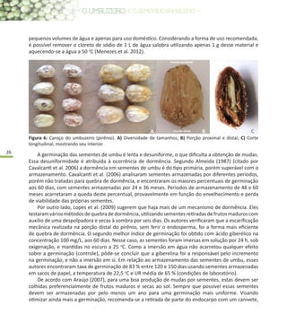 26
pequenos volumes de água e apenas para uso doméstico. Considerando a forma de uso recomendada,
é possível remover o cloreto de sódio de 1 L de água salobra utilizando apenas 1 g desse material e
aquecendo-se a água a 50 o
C (Menezes et al. 2012).
Figura 6: Caroço do umbuzeiro (pirênio). A) Diversidade de tamanhos; B) Porção proximal e distal; C) Corte
longitudinal, mostrando seu interior.
A germinação das sementes de umbu é lenta e desuniforme, o que dificulta a obtenção de mudas.
Essa desuniformidade é atribuída à ocorrência de dormência. Segundo Almeida (1987) (citado por
Cavalcanti et al. 2006) a dormência em sementes de umbu é do tipo primária, porém superável com o
armazenamento. Cavalcanti et al. (2006) analisaram sementes armazenadas por diferentes períodos,
porém não tratadas para quebra de dormência, e encontraram os maiores percentuais de germinação
aos 60 dias, com sementes armazenadas por 24 e 36 meses. Períodos de armazenamento de 48 e 60
meses acarretaram a queda deste percentual, provavelmente em função do envelhecimento e perda
de viabilidade das próprias sementes.
Por outro lado, Lopes et al. (2009) sugerem que haja mais de um mecanismo de dormência. Eles
testaramváriosmétodosdequebradedormência,utilizandosementesretiradasdefrutosmaduroscom
auxilio de uma despolpadora e secas à sombra por seis dias. Os autores verificaram que a escarificação
mecânica realizada na porção distal do pirênio, sem ferir o endosperma, foi a forma mais eficiente
de quebra de dormência. O segundo melhor índice de germinação foi obtido com ácido giberélico na
concentração 100 mg/L, aos 60 dias. Nesse caso, as sementes foram imersas em solução por 24 h, sob
oxigenação, e mantidas no escuro a 25 o
C. Como a imersão em água não acarretou qualquer efeito
sobre a germinação (controle), pôde-se concluir que a giberelina foi a responsável pelo incremento
na germinação, e não a imersão em si. Em relação ao armazenamento das sementes de umbu, esses
autores encontraram taxa de germinação de 83 % entre 120 e 150 dias usando sementes armazenadas
em sacos de papel, a temperatura de 22,5 o
C e UR média de 65 % (condições de laboratório).
De acordo com Araújo (2007), para uma boa produção de mudas por sementes, estas devem ser
colhidas preferencialmente de frutos maduros e secas ao sol. Sempre que possível essas sementes
devem ser armazenadas por pelo menos um ano para uma germinação mais uniforme. Visando
otimizar ainda mais a germinação, recomenda-se a retirada de parte do endocarpo com um canivete,
 