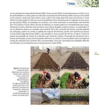 27
Figura 7: Produção de
mudas de umbu.
A) Semeio em canteiros
tendo como substrato
areia e esterco na
proporção 2:1;
B) Germinação e
emergência;
C e D) Transplantio das
mudas para sacos, com
substrato composto por
massame e esterco na
proporção 2:1;
E e F) Aclimatação das
mudas sob telado 50 %.
em sua porção mais larga (distal) (Araújo 2007; Souza e Costa 2010). A semeadura deve ser feita a 3 cm
de profundidade e o caroço pode ser colocado na posição horizontal (Araújo 2007; Souza e Costa 2010)
ou na vertical, sendo que neste último caso, a parte mais larga deve ficar para cima (Souza e Costa
2010). O semeio pode ser feito em sacos de polietileno (duas sementes/saco), irrigando-se duas vezes
por dia (Araújo 2007), em bandejas ou canteiros, com areia solarizada ou esterilizada, sob sombrite
50 a 70 % (Souza e Costa 2010). Na fase de plântula, as mudas podem ser transplantadas para sacos,
utilizando-se como substrato areia ou barro, mais esterco de gado curtido ou húmus, na proporção 2:1
v/v. As plântulas devem ser mantidas sob sombrite 50 % até a emissão das folhas, quando poderão
ser colocadas a pleno sol, tendo o cuidado de irriga-las diariamente, porém sem encharca-las (Souza
e Costa 2010). Segundo Araújo (2007), a germinação se inicia a partir do 10º dia. A Figura 7 ilustra as
etapas da produção de mudas de umbuzeiro por sementes, desde a formação da sementeira até a
fase de aclimatação, pouco antes do plantio definitivo no campo. O uso de tubetes para formação de
mudas de umbuzeiro por semente não é recomendado, visto que a formação dos xilopódios dificulta
sua retirada e seu transplantio para o campo (Souza e Costa 2010).
 