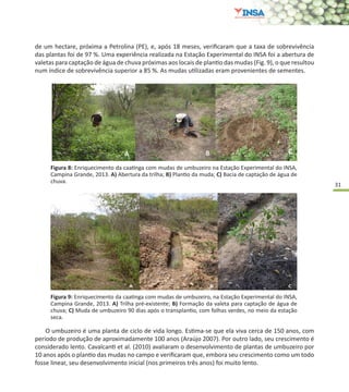 31
Figura 8: Enriquecimento da caatinga com mudas de umbuzeiro na Estação Experimental do INSA,
Campina Grande, 2013. A) Abertura da trilha; B) Plantio da muda; C) Bacia de captação de água de
chuva.
Figura 9: Enriquecimento da caatinga com mudas de umbuzeiro, na Estação Experimental do INSA,
Campina Grande, 2013. A) Trilha pré-existente; B) Formação da valeta para captação de água de
chuva; C) Muda de umbuzeiro 90 dias após o transplantio, com folhas verdes, no meio da estação
seca.
O umbuzeiro é uma planta de ciclo de vida longo. Estima-se que ela viva cerca de 150 anos, com
período de produção de aproximadamente 100 anos (Araújo 2007). Por outro lado, seu crescimento é
considerado lento. Cavalcanti et al. (2010) avaliaram o desenvolvimento de plantas de umbuzeiro por
10 anos após o plantio das mudas no campo e verificaram que, embora seu crescimento como um todo
fosse linear, seu desenvolvimento inicial (nos primeiros três anos) foi muito lento.
de um hectare, próxima a Petrolina (PE), e, após 18 meses, verificaram que a taxa de sobrevivência
das plantas foi de 97 %. Uma experiência realizada na Estação Experimental do INSA foi a abertura de
valetas para captação de água de chuva próximas aos locais de plantio das mudas (Fig. 9), o que resultou
num índice de sobrevivência superior a 85 %. As mudas utilizadas eram provenientes de sementes.
 