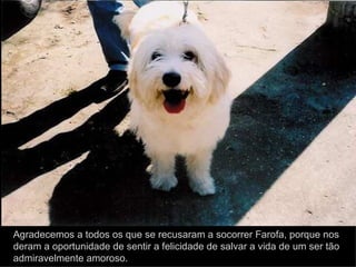 Agradecemos a todos os que se recusaram a socorrer Farofa, porque nos deram a oportunidade de sentir a felicidade de salvar a vida de um ser tão admiravelmente amoroso. 
