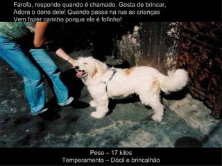 Farofa, responde quando é chamado. Gosta de brincar, Adora o dono dele! Quando passa na rua as crianças Vem fazer carinho porque ele é fofinho! Peso – 17 kilos Temperamento – Dócil e brincalhão 