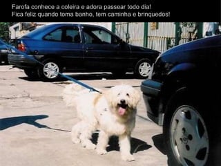 Farofa conhece a coleira e adora passear todo dia! Fica feliz quando toma banho, tem caminha e brinquedos!  