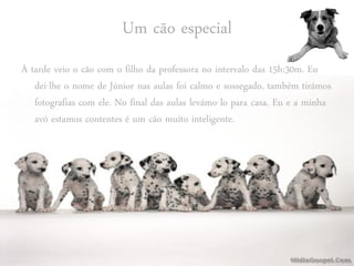 Um cão especial
À tarde veio o cão com o filho da professora no intervalo das 15h:30m. Eu
   dei-lhe o nome de Júnior nas aulas foi calmo e sossegado, também tirámos
   fotografias com ele. No final das aulas levámo-lo para casa. Eu e a minha
   avó estamos contentes é um cão muito inteligente.
 