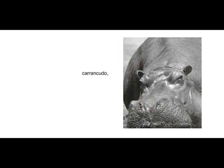 carrancudo,   