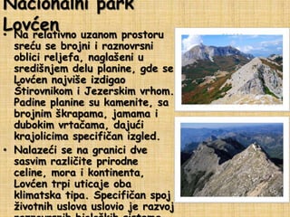 Nacionalni park
Lovćen uzanom prostoru
• Na relativno

sreću se brojni i raznovrsni
oblici reljefa, naglašeni u
središnjem delu planine, gde se
Lovćen najviše izdigao
Štirovnikom i Jezerskim vrhom.
Padine planine su kamenite, sa
brojnim škrapama, jamama i
dubokim vrtačama, dajući
krajolicima specifičan izgled.
• Nalazeći se na granici dve
sasvim različite prirodne
celine, mora i kontinenta,
Lovćen trpi uticaje oba
klimatska tipa. Specifičan spoj
životnih uslova uslovio je razvoj

 