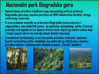 Nacionalni park Biogradska gora
• Najznačajnija prirodna vrijednost ovog nacionalnog parka je prašuma
Biogradska gora,koja zauzima površinu od 1600 hektara.Ima karakter strogo
zaštićenog rezervata.
• U srcu prašume smestilo se prekrasno Biogradsko jezero,najveće i
najpoznatije u nizu ledničkih jezera na području nacionalnog parka. U bistroj
jezerskoj vodi ogleda se sva ljepota drevne šume dajući joj modro-zelenu boju
i čineći pejzaž takvim da ostavlja utisak duboke impresije.
• Znamenitosti prešumskog rezervata,ostale prirodne vrednosti i pejzažne
ljepote nacionalnog parka kandiduju ovo područje za uključenje u svetsku
prirodnu baštinu i meĎunarodni ekološki progrm „Čovek i biosfera“

 