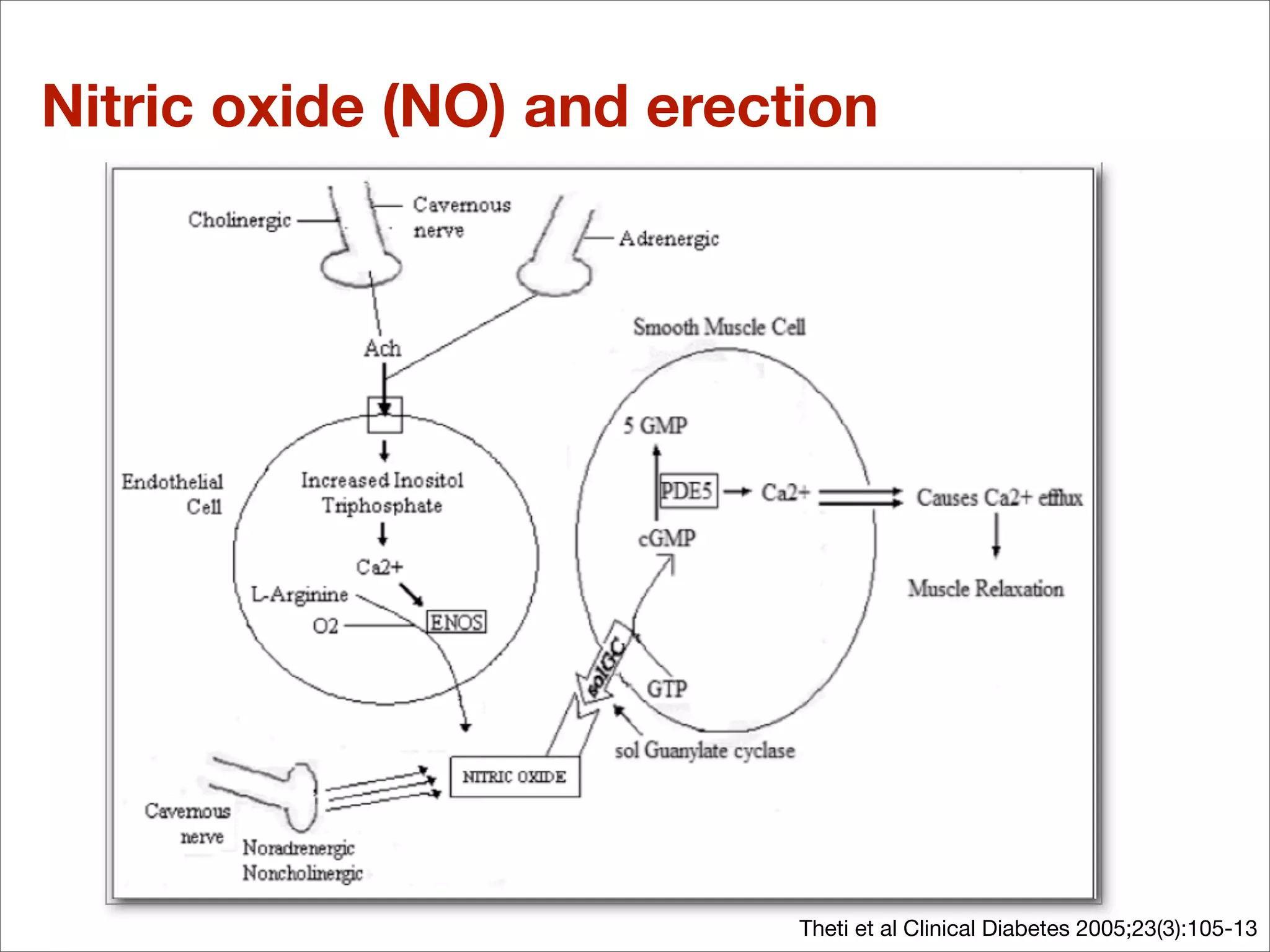 Nitric oxide (NO) and erection




                           Theti et al Clinical Diabetes 2005;23(3):105-13
 