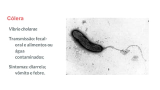 Cólera
Vibrio cholarae
Transmissão: fecal-
oral e alimentos ou
água
contaminados;
Sintomas: diarreia;
vômito e febre.
 