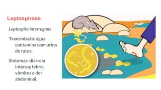 Leptospirose
Leptospira interrogans
Transmissão: água
contamina com urina
de ratos;
Sintomas: diarreia
intensa; febre;
vômitos e dor
abdominal.
 