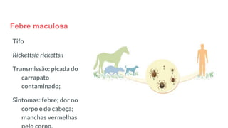 Febre maculosa
Tifo
Rickettsia rickettsii
Transmissão: picada do
carrapato
contaminado;
Sintomas: febre; dor no
corpo e de cabeça;
manchas vermelhas
 