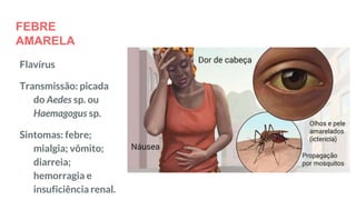 FEBRE
AMARELA
Flavírus
Transmissão: picada
do Aedes sp. ou
Haemagogus sp.
Sintomas: febre;
mialgia; vômito;
diarreia;
hemorragia e
insuficiência renal.
 